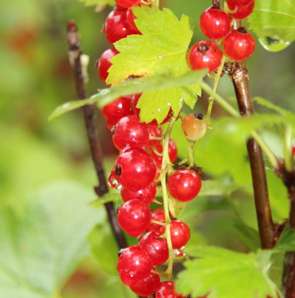 Redcurrants on a branch